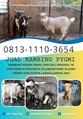 jual anakan kambing pygmi murah di bogor