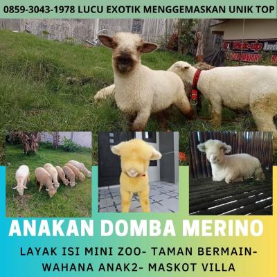 jual anakan kambing pygmi murah di bekasi
