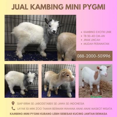 jual anakan kambing pygmi murah di depok