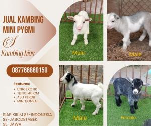 jual anakan kambing pygmi murah di depok