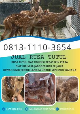 jual rusa murah di jakarta
