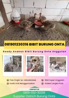 jual anakan bibit burung onta ostrich