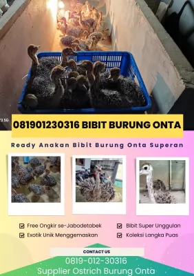 hargaanakanburungontaostrich