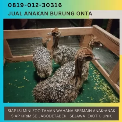 anakanburungontaostrich