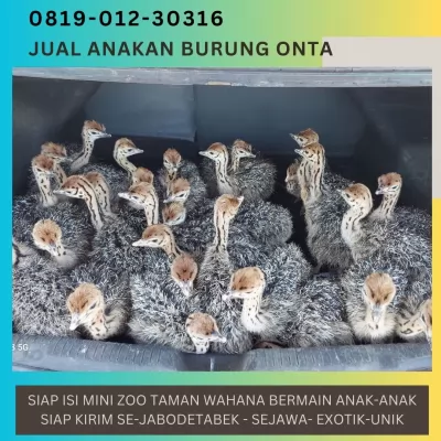 bibitburungontaostrich