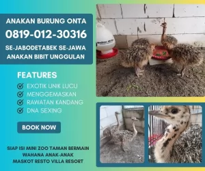 bibitburungontaostrich