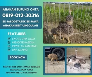 bibitburungontaostrich