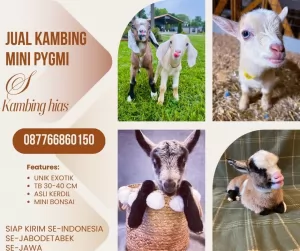 jual anakan kambing pygmi murah di bogor