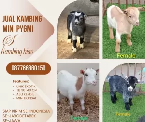 jual anakan kambing pygmi murah di bogor