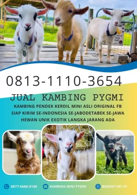 jual anakan kambing pygmi murah di bogor