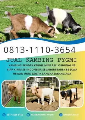 jual anakan kambing pygmi murah di bogor