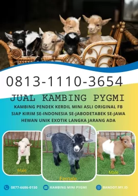 jual anakan kambing pygmi murah di bogor