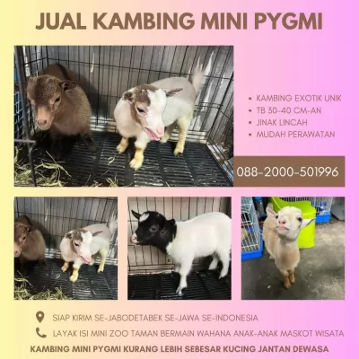 jual anakan kambing pygmi murah di bogor