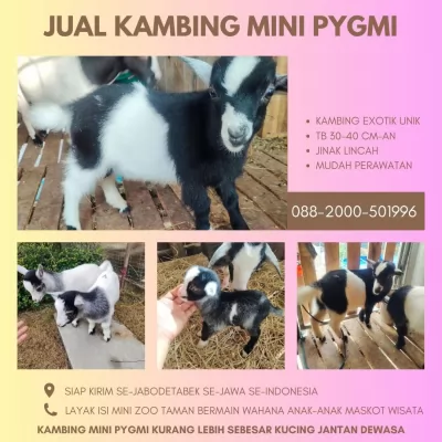 jual anakan kambing pygmi murah di bogor