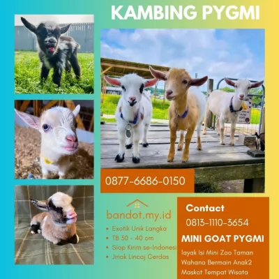 jual anakan kambing pygmi murah di bogor