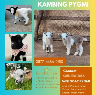 jual anakan kambing pygmi murah di bogor