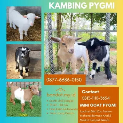 jual anakan kambing pygmi murah di bogor