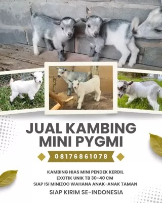 jual anakan kambing pygmi murah di surabaya