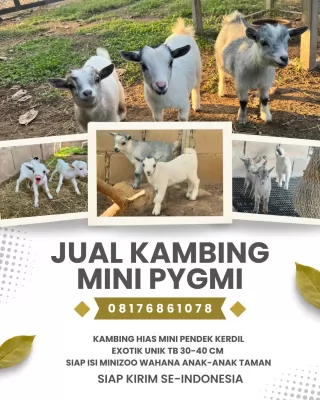 jual anakan kambing pygmi murah di depok