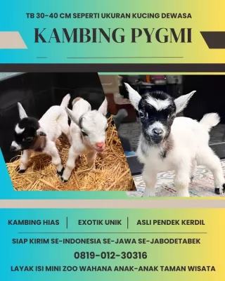 jual anakan kambing pygmi murah di depok