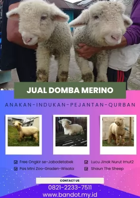 jual anakan domba merino di bandung