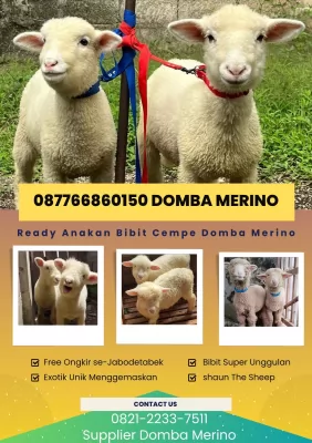 jual anakan domba merino di bandung