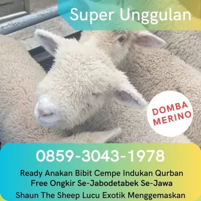 jual anakan domba merino di bandung