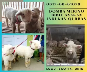 jual anakan domba merino di bandung