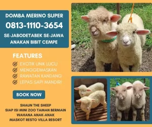 jual anakan domba merino di bandung