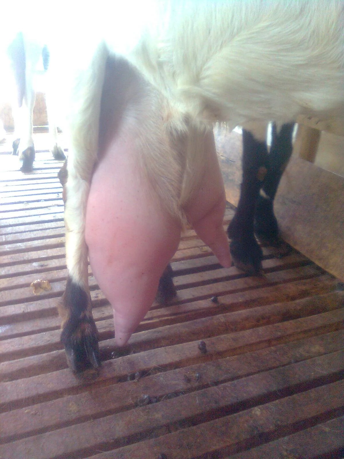 distributor susu kambing etawa murah terdekat di grogol petamburan jakbar