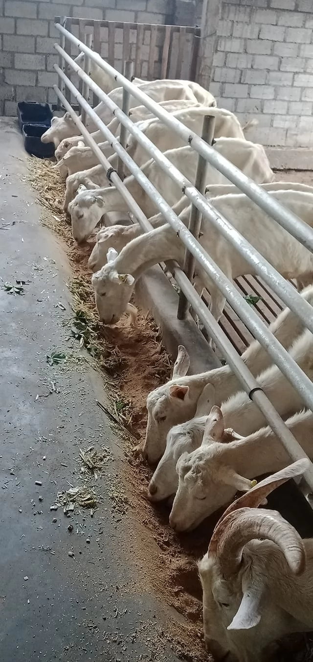 jual susu kambing etawa murni terdekat di gambir jakpus