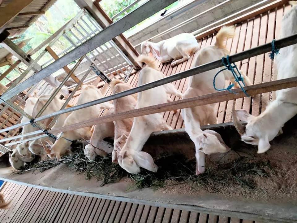 jual susu kambing etawa murni terdekat di grogol petamburan jakbar