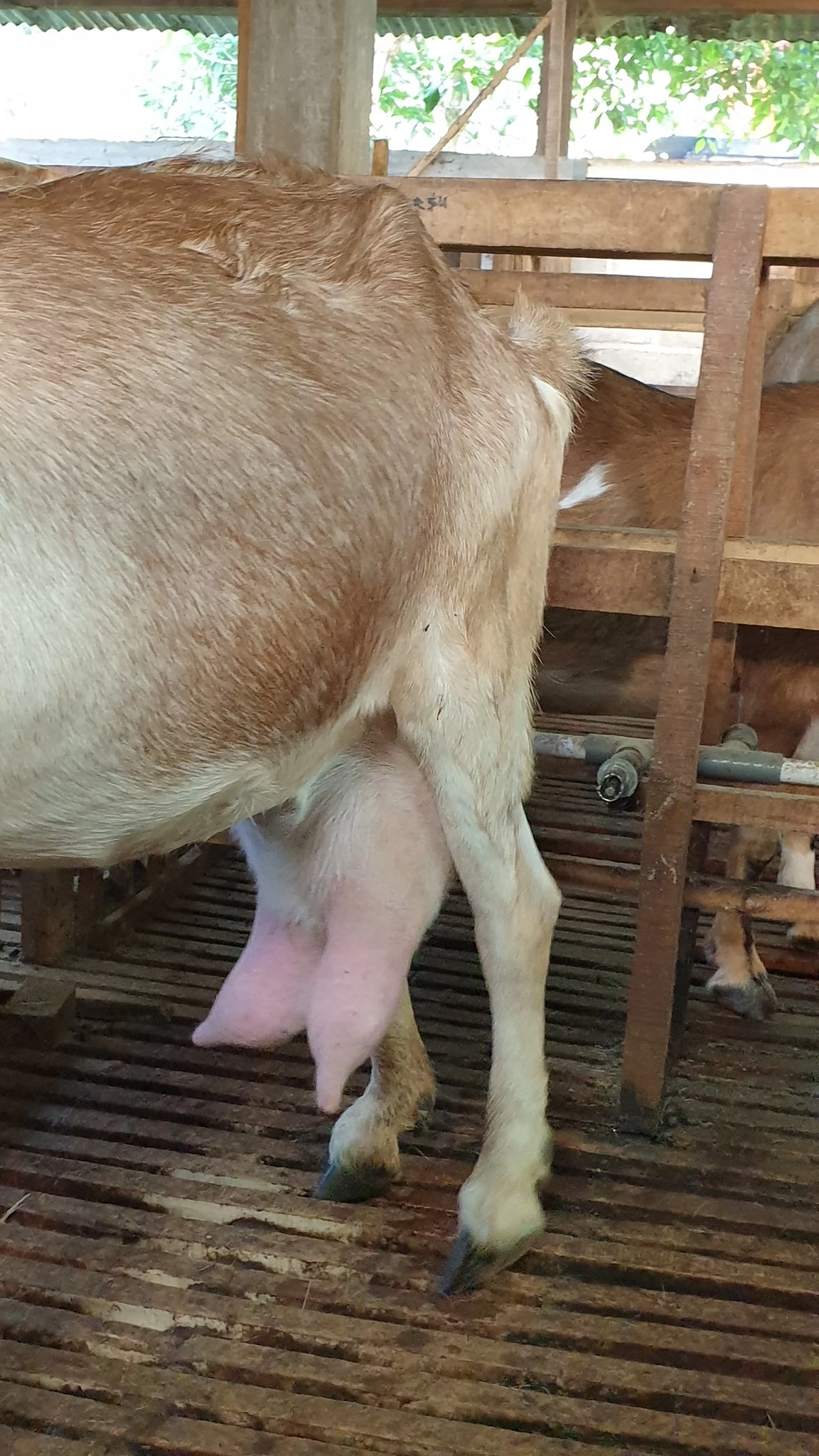 distributor susu kambing etawa murni cair tanpa campuran di tanjung priok jakut