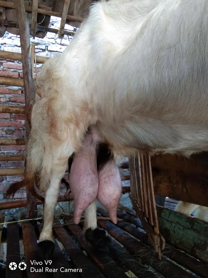 tempat susu kambing etawa murni terdekat di gambir jakpus